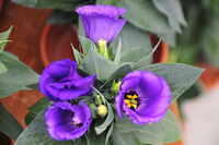 2026.06.03. Tea & Blooms Daytrip